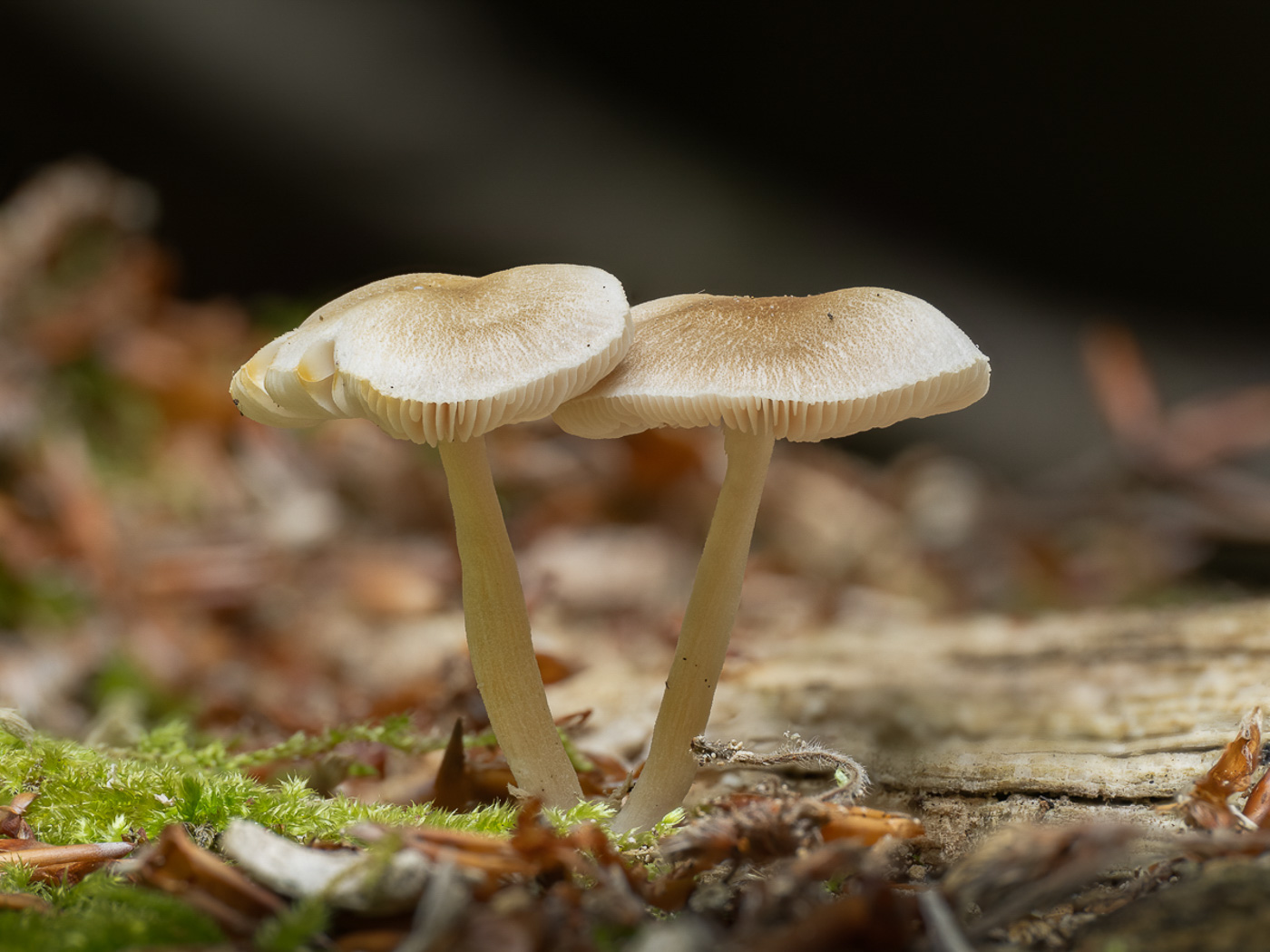 Photo by Gill Ferguson Pluteus semibulbosus by Gill Ferguson